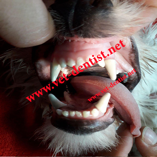 روکش سرامیک دندان سگ