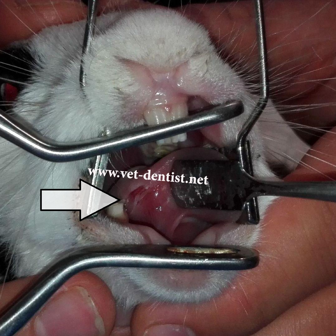 تیغه دندانی خرگوش